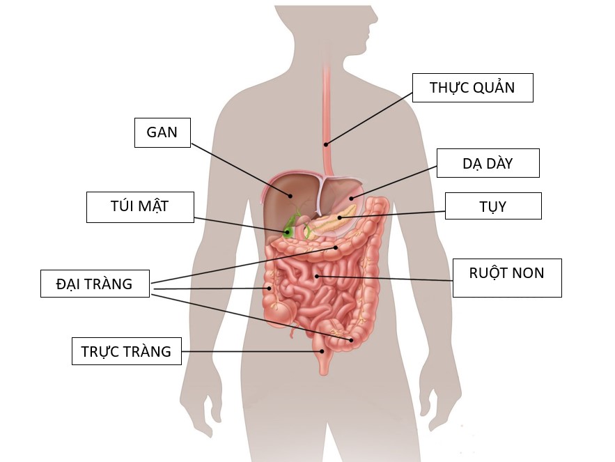 GIST Ruột Non Di Căn Gan: Thông Tin Chi Tiết